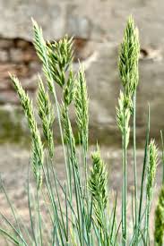 Image result for Festuca