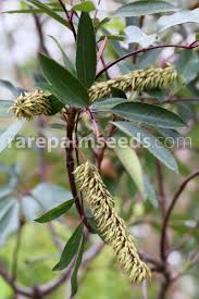 Image result for Cunonia