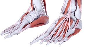 Metatarsalgia is an inflammation involving the ball of the feet. Foot Pain Causes Of Pain In The Foot Foot Injuries