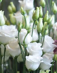 Lisianthus Im Garten Luxus White Lisianthus Also Known As Eustoma Lisianthus Garten Anlegen