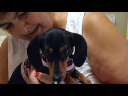 Meeting the needs of our patients, helping them recover, and keeping them healthy are the goals of our. Veterinarian In Augusta Ga Animal Hospital Paradise Animal Hospital