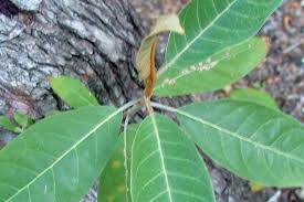 Image result for Harungana madagascariensis