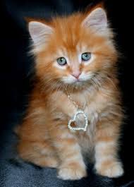Precious My Apricot Looked Like This Once Before I Knew Her She Was 1 Year Old When Rescued Kittens Cutest Cats Cute Cats
