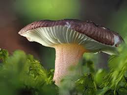 Image result for Russula sp