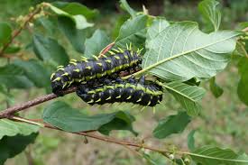 Image result for Neoboutonia melleri