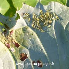 Comment Lutter Contre La Pieride Du Chou Tous Au Potager Feuilles De Plantes Potager Terrarium Pour Plantes Grasses