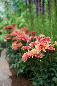 This Pretty Peach Colored Dahlia Is Gallery Art Deco The Knee High Plants Bloom Like Crazy For Months And Are A Perfect S Longfield Gardens Dahlia Art Deco