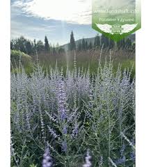 Image result for Perovskia atriplicifolia lacey blue photo