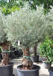 Olivenbaum Hojiblanca I Olea Europea Hojiblanca I Winterhart I Oliven I Mediterrane Pflanzen I Mediterrane Pflanzen Mediterrane Pflanzen Winterhart Pflanzen