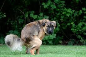 Leidet der hund unter verstopfung, so hat er deutliche probleme beim kot absetzen. Verstopfung Obstipation Hunde