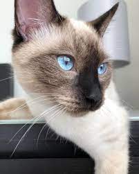 Pin By James Dyvad On Siamese Kittens Siamese Cats Cute Cats And Kittens Cats
