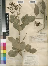 Image result for Schrebera trichoclada