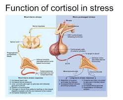 Cortisol And Stress Cortisol How To Lower Cortisol Reducing Cortisol Levels