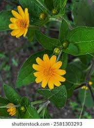 Image result for Aspilia affinis