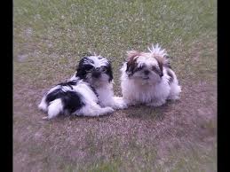 She answered a craigslist … Shih Tzu Puppies For Adoption Near Me The W Guide
