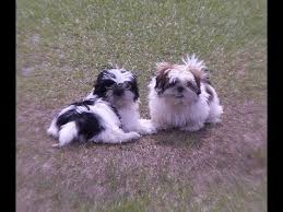Looking for a loving home. Free Puppies In Stafford Va Jobs Ecityworks