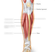 Vector illustration informative medical scheme. Muscles Of The Anterior Right Leg Diagram Quizlet