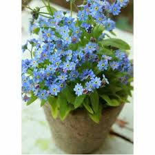 Check spelling or type a new query. Benih Bibit Bunga Forget Me Not Haira Seed Teh Bunga Forget Me Not Benih Bunga Forget Me Not Bibit Bunga Forget Me Not Bunga Kering Forget Me Not Bunga