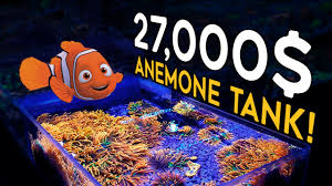 These anemones are some of the most popular anemones for sale in the reef aquarium hobby. Anemone Aquarium The Sunburst Bubble Tip Youtube