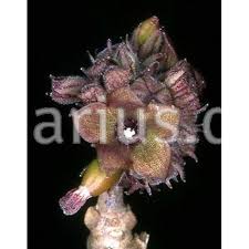 Image result for Cibirhiza