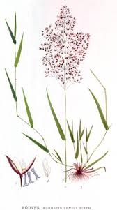 Image result for Agrostis quinqueseta