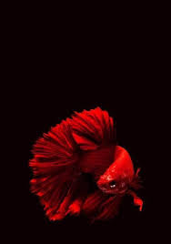 Betta Fish Wallpapers Free By Zedge Betta Fish Wallpapers Top Free Betta Fish Backgrounds Iphone 6s Still Wallpaper I Betta Fish Fish Background Fish Wallpaper