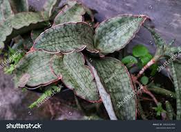 Image result for Sansevieria kirkii