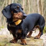 Dachshund Dog Breed Information, Pictures, Characteristics ...