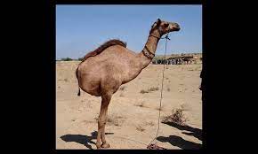 How do camels adapt to their environment? Camels May Detach Their Hind Legs When Frightened Or Angered This Is A Defense Mechanism To Distract And Confuse Predators So They Can Escape Though Their Legs Don T Grow Back It Isn T