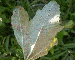 Zeigerpflanzen Sagen Was Der Garten Braucht Waschbar Magazin Pflanzen Pflanzenblatter Garten