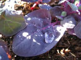 Check spelling or type a new query. Gardenerd Organic Edible Gardening A Season Of Orach
