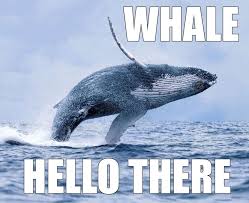 17 Animal Memes That Will Make Every Pun Lover S Day Animal Puns Animal Puns Funny Funny Animals