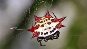 Check spelling or type a new query. Did You Ever Wonder What S That Huge Spider Fella In The Big Web Florida Keys Weekly Newspapers