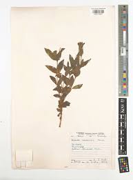 Image result for Aspilia natalensis