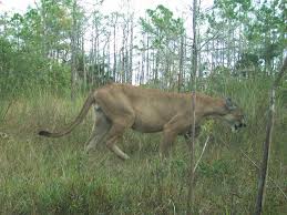 Alien big cats, or abcs, are not cats from outer space. Florida S Big Cat