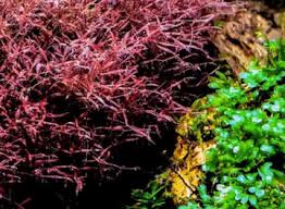 Image result for Polystachya caloglossa