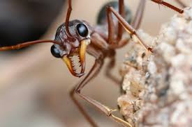 Image result for ant bite
