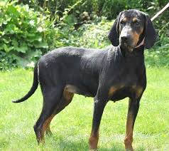 Black And Tan Coonhound Rescue Texas Adopt Star Urgent Hw On Petfinder Dog Pounds Coonhound Dog Cat