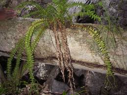 Image result for Huperzia afromontana