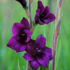 Image result for Gladiolus pretoriensis