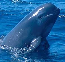 Pilot Whale Large Dolphin With Bulbous Head Pilot Whale Whale Dolphins