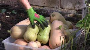 Maybe you would like to learn more about one of these? How To Harvest Butternut Squash Youtube
