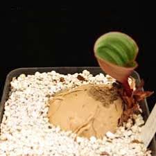 Image result for Eriospermum