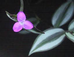 Image result for Tradescantia zebrina