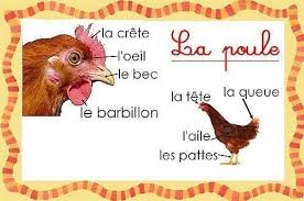 Les Patouilles De Bout2fee Les Oeufs De Paulette Carte D Identite Poule Rousse