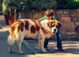 dunyanin en buyuk 5 kopegi ve ozellikleri petza