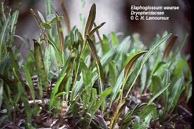 Image result for Elaphoglossum spathulatum