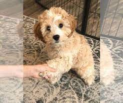 We did not find results for: View Ad Cavapoo Puppy For Sale Near Texas Dallas Usa Adn 201230