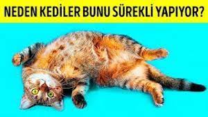 Kediler günde 12 ila 15 saat arasında uyur. Kediler Neden Sizi Gordukleri Zaman Sirt Ustu Yatarlar Youtube