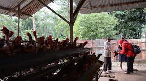 Pnm singkatan dari permodalan nasional madani (persero) yang memiliki cabang di seluruh indonesia. 26 Gaji Pnm Fao Revisi File Ini